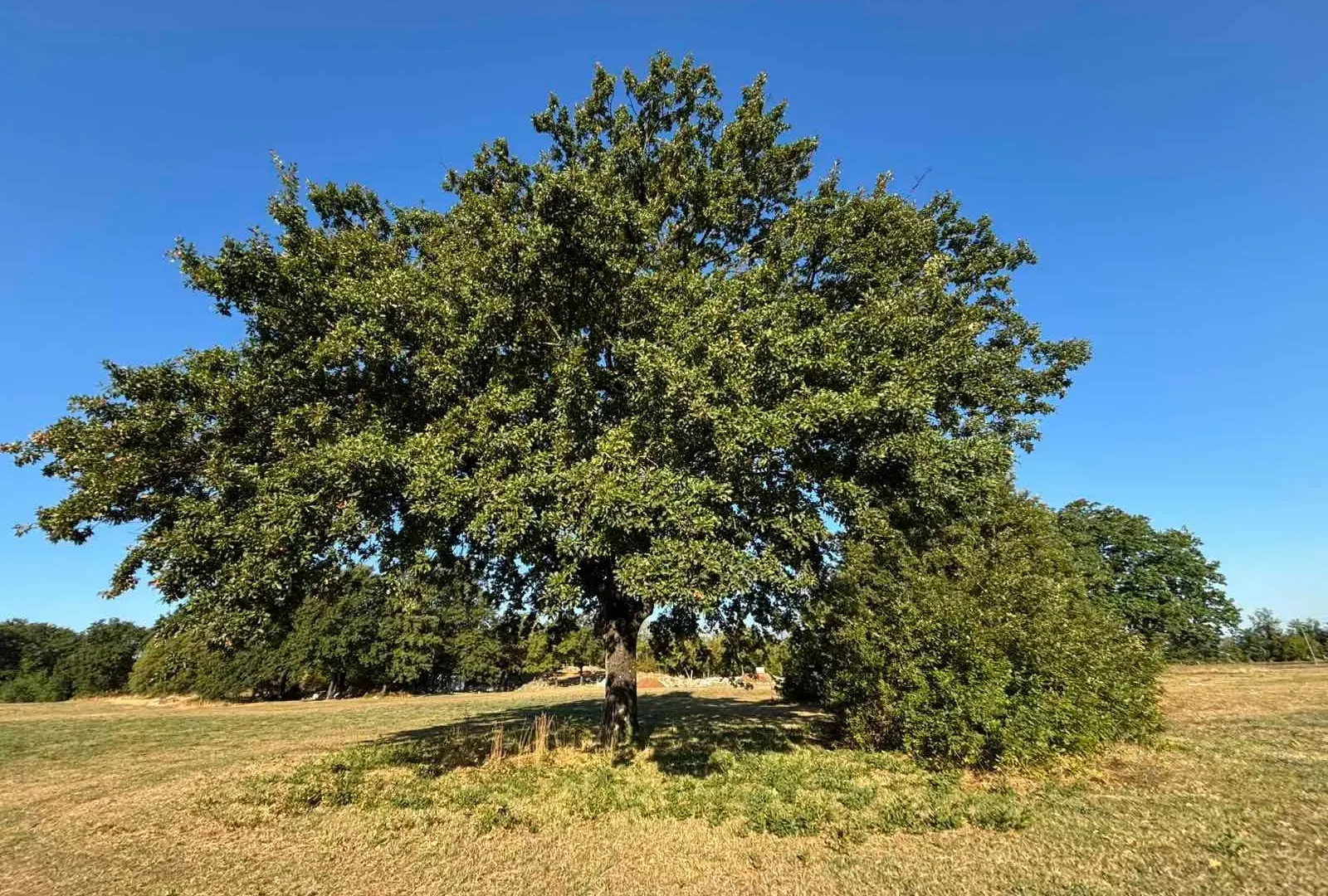 Prodaja, plac, 17168m², Novo Selo, Danilovgrad