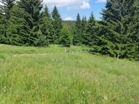 Prodaja, plac, 600m², Golija, Ivanjica - image 4