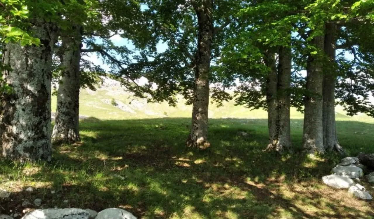 Prodaja, plac, 87343m², Krnovo, Nikšić