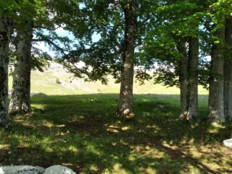 Prodaja, plac, 87343m², Krnovo, Nikšić - image 2