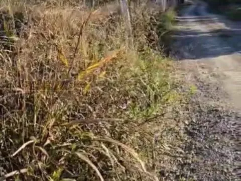 Prodaja, plac, 7090m², Stari Slankamen, Inđija - image 5