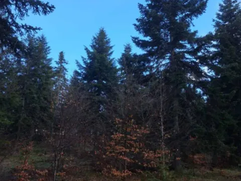 Sale, land lot, 10500m², Stublo, Čajetina - image 10