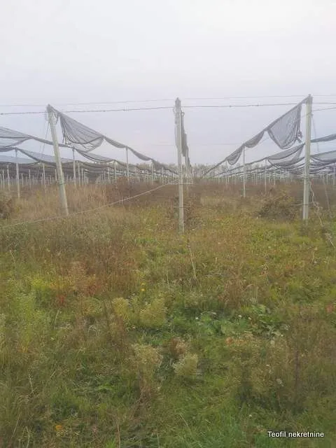 Prodaja, plac, 54200m², Ašanja, Pećinci