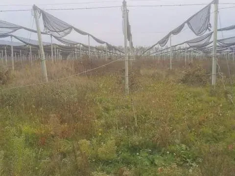 Prodaja, plac, 54200m², Ašanja, Pećinci - image 2