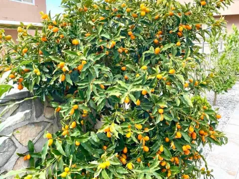 Prodaja, kuća, 170m², Budva, Crna Gora - image 9