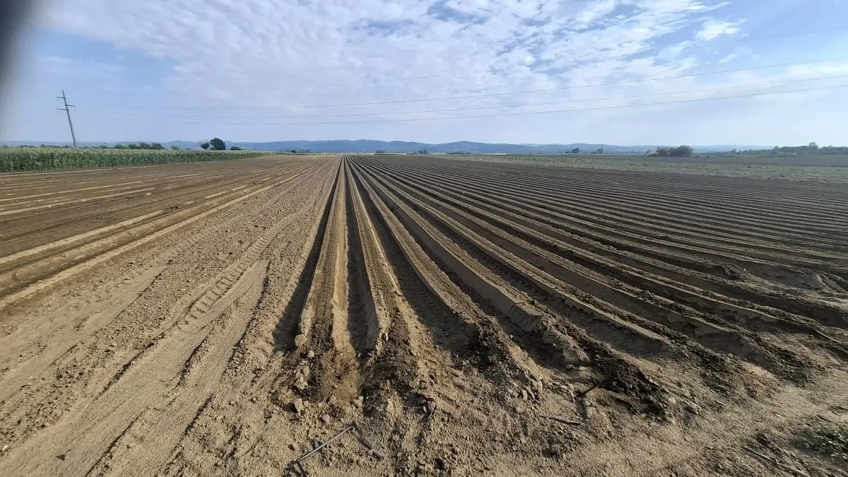 Prodaja, plac, 27500m², Futog, Novi Sad Sve Podlokacije
