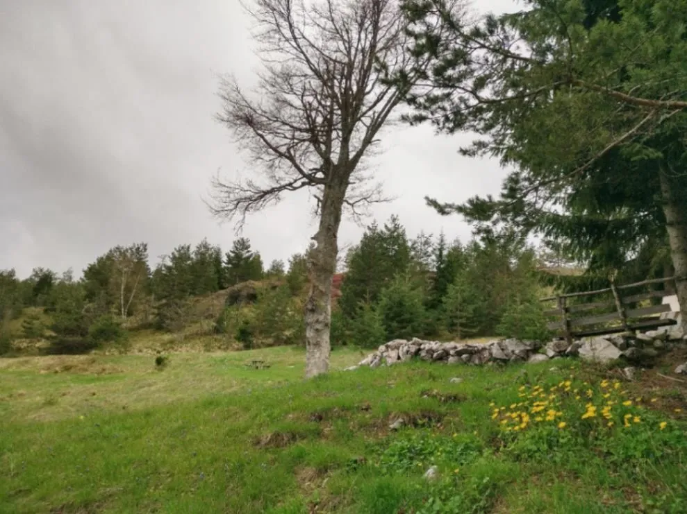 Prodaja, plac, 7000m², Tara, Srbija