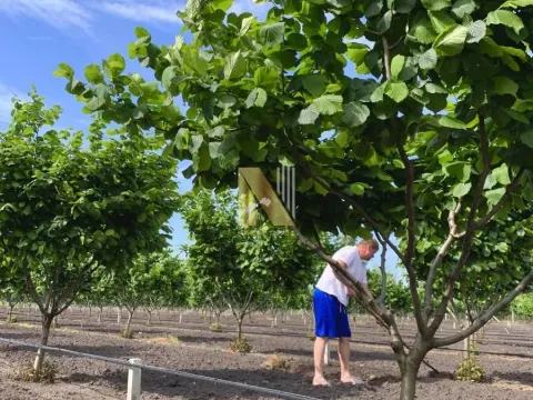 Sale, land lot, 190m², Kikinda, Srbija - image 29