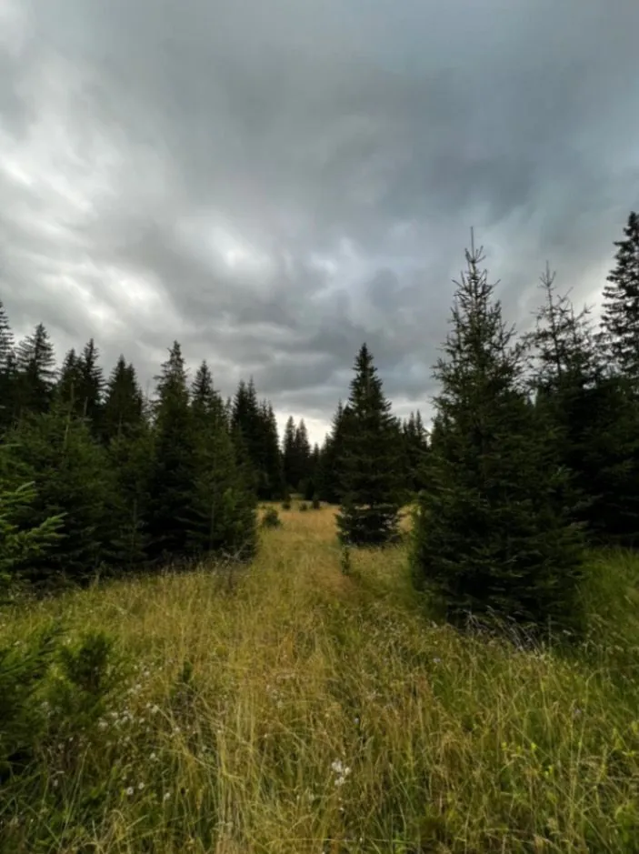 Prodaja, plac, 9000m², Nadgora, Žabljak