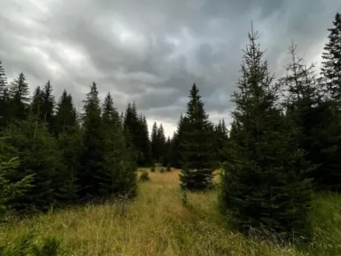 Prodaja, plac, 9000m², Nadgora, Žabljak - image 4