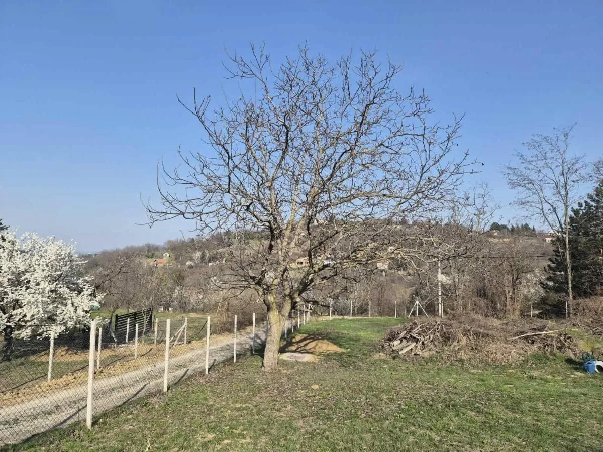 Prodaja, plac, 5000m², Sremska Kamenica, Petrovaradin
