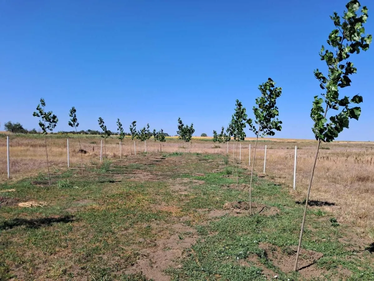 Prodaja, kuća, 35m², Elemir, Zrenjanin