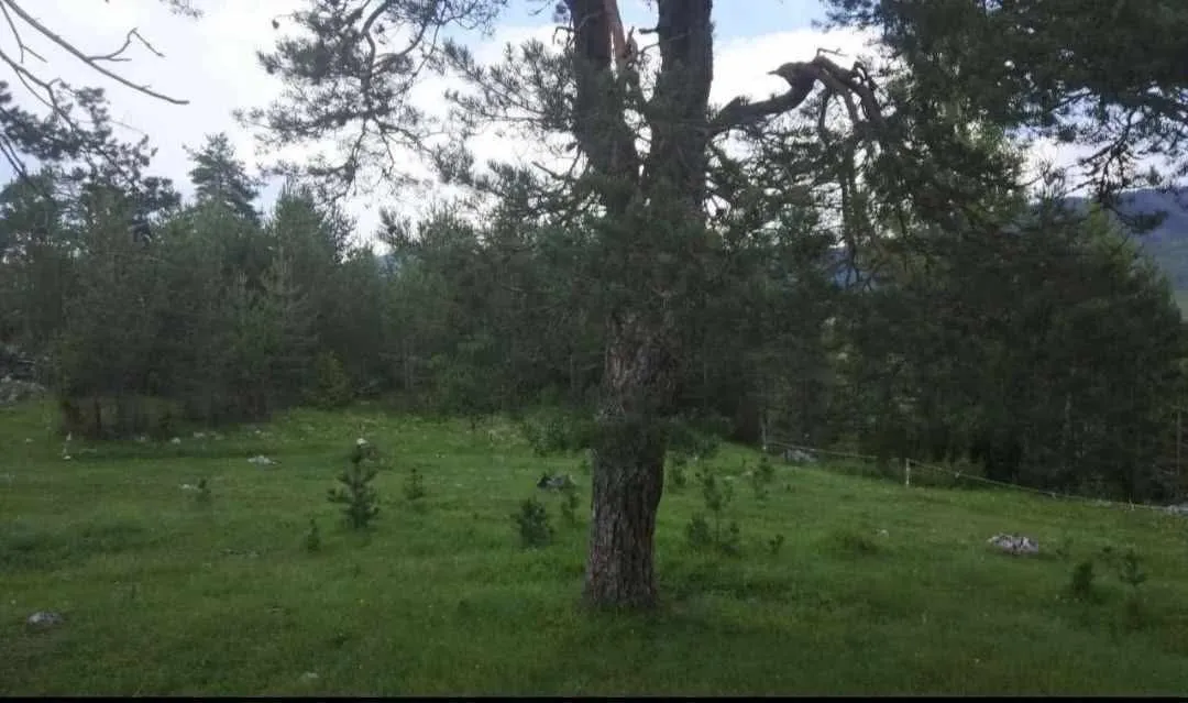 Prodaja, plac, 17000m², Žabljak, Crna Gora