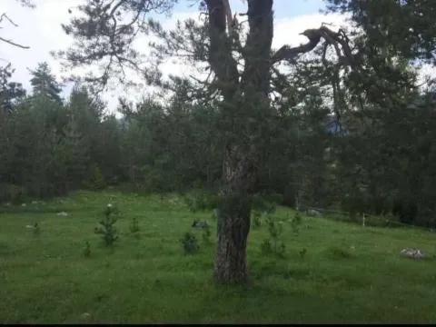 Prodaja, plac, 17000m², Žabljak, Crna Gora - image 3