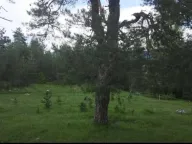 Prodaja, plac, 17000m², Žabljak, Crna Gora - image 3