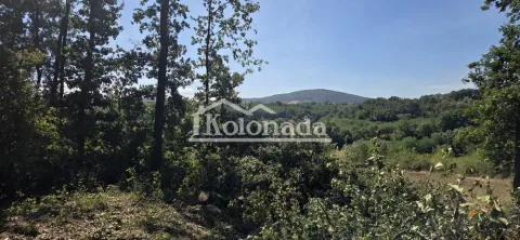 Pogled na šumu i brda u okolini. - image 5