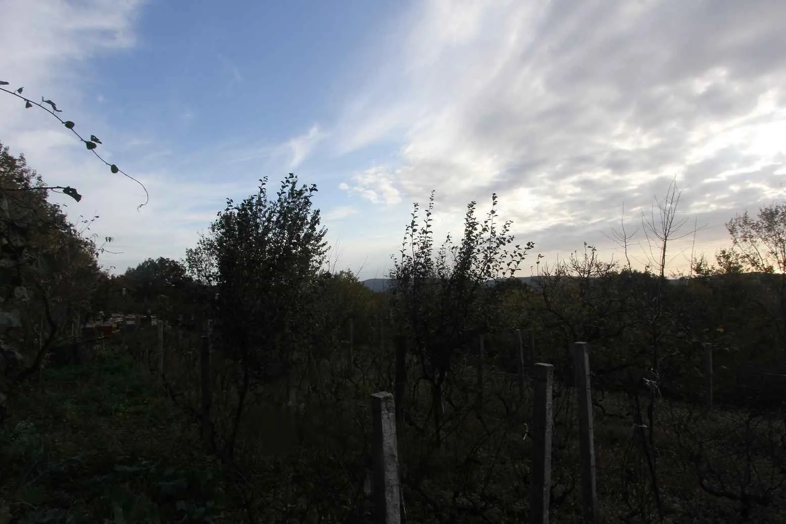 Zemljište sa vinogradom i drvećem pod oblačnim nebom.