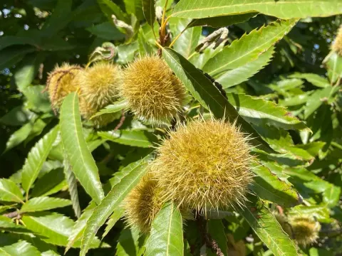 Prodaja, plac, 50000m², Bar, Crna Gora - image 3