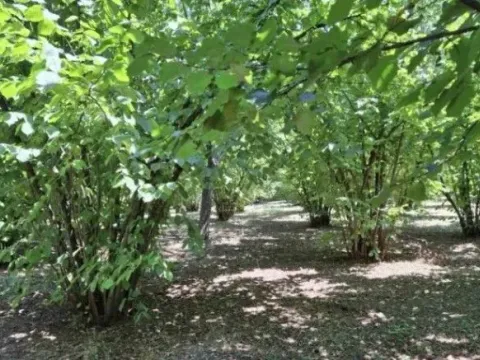 Prodaja, plac, 6140m², Baničina, Smederevska Palanka - image 10