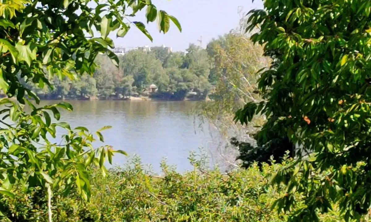 Sale, land lot, 800m², Sremska Kamenica, Petrovaradin