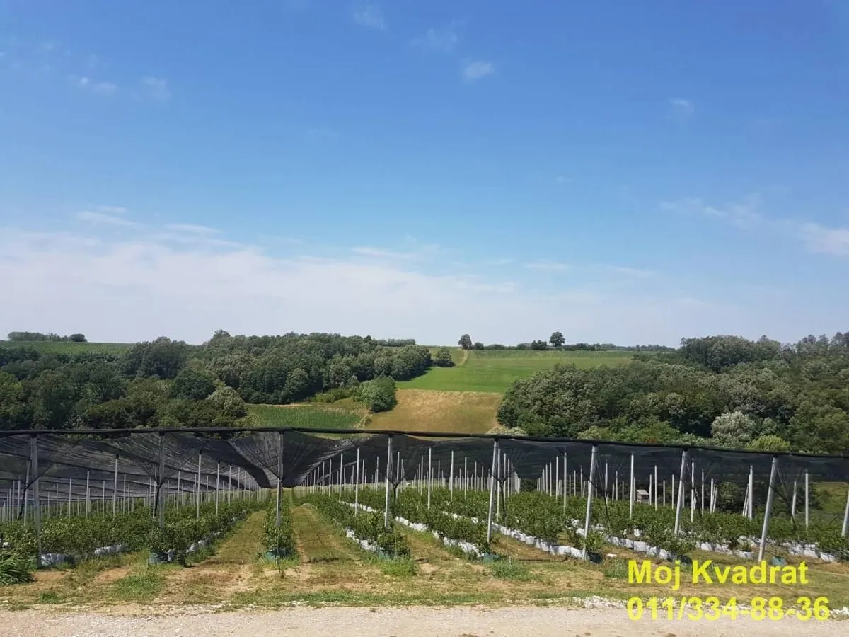 Pogled na voćnjak i okolni zelenjak sa stablima i zaštitnom mrežom.