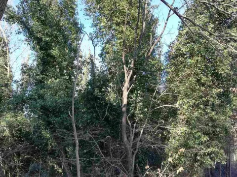 Prodaja, plac, 6100m², Frutak, Danilovgrad - image 8