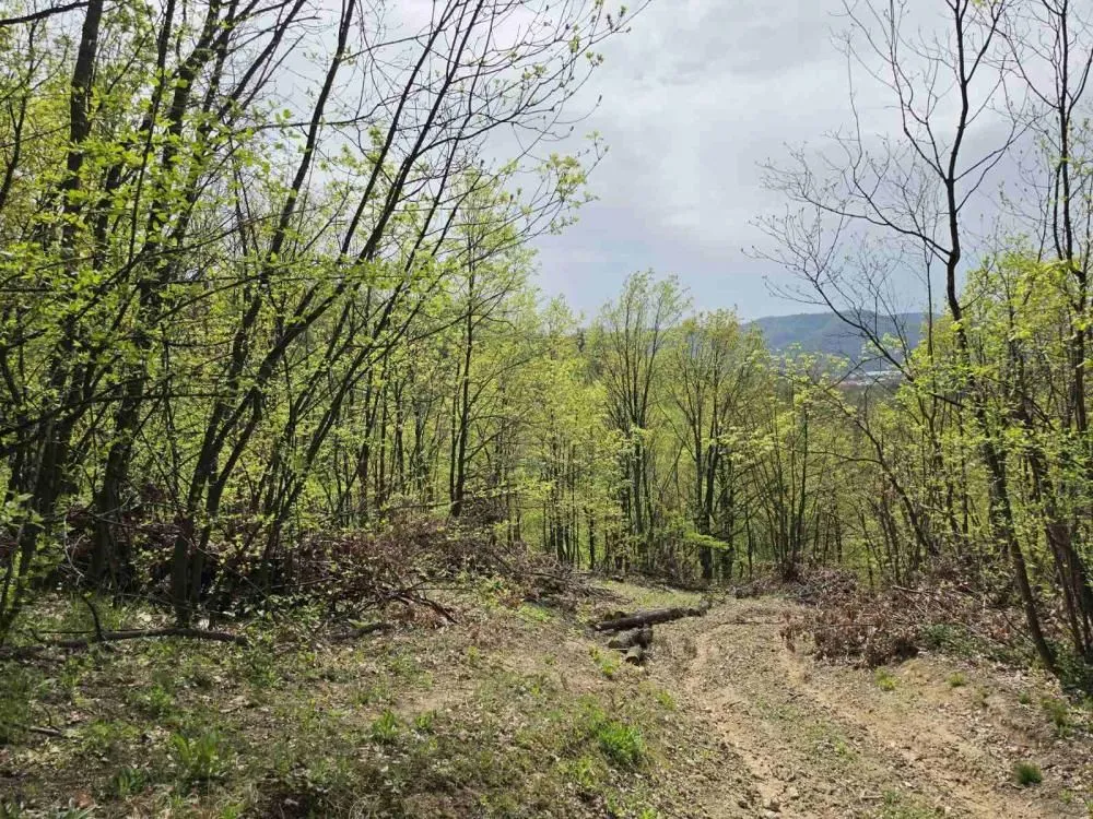 Prodaja, plac, 12800m², Bukovik, Arandjelovac