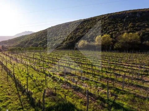 Sale, land lot, 13000m², Beri, Podgorica - image 10