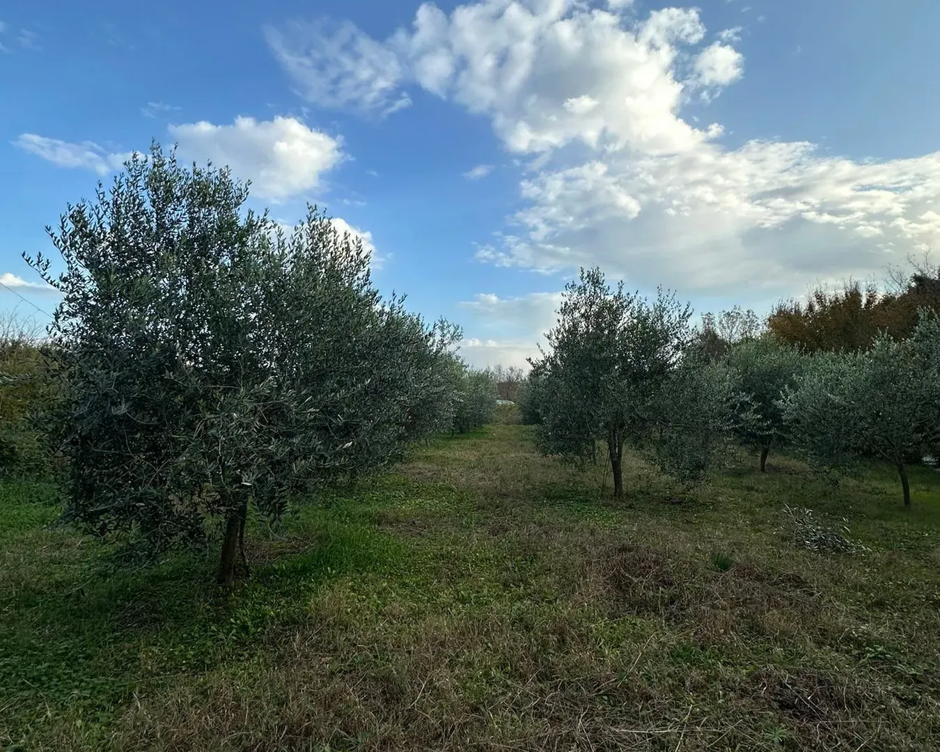 Prodaja, plac, 6000m², Ulcinj, Crna Gora