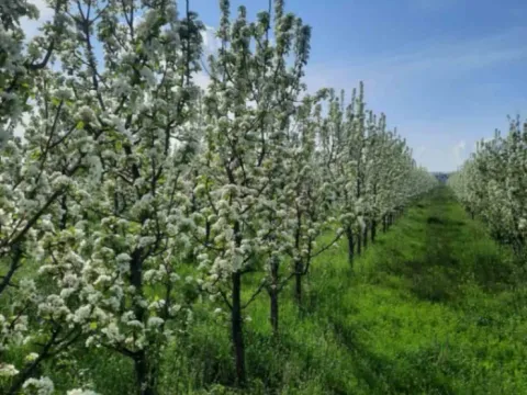 Prodaja, plac, 10400m², Sepci, Rača - image 12