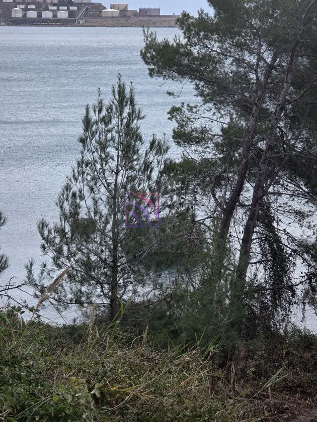 Pogled na more sa drvećem u prvom planu.
