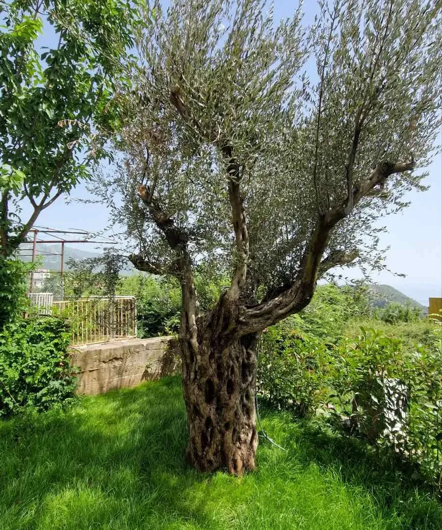 Sale, house, 300m², Budva, Crna Gora