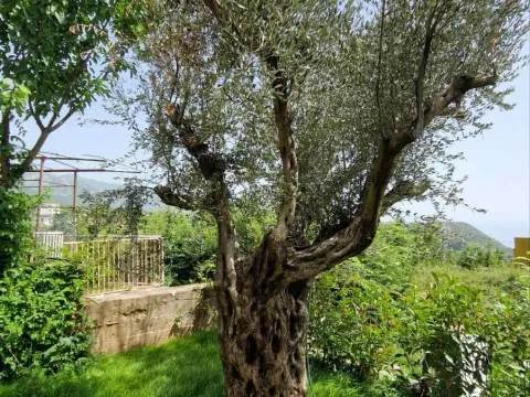 Prodaja, kuća, 300m², Budva, Crna Gora - image 8