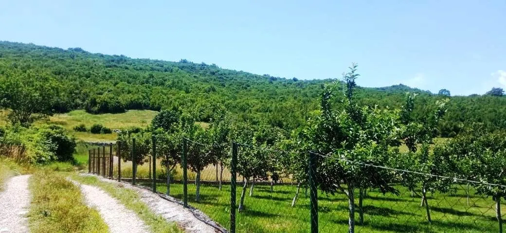 Prodaja, plac, 1500m², Ozrinići, Nikšić