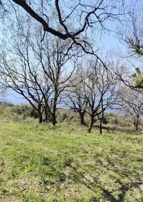 Prodaja, plac, 1227m², Dobra Voda, Budva