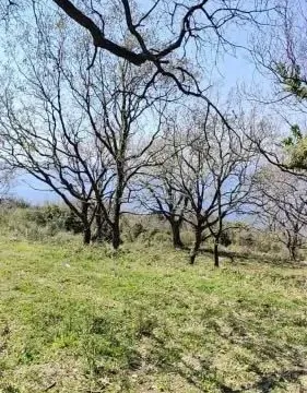 Prodaja, plac, 1227m², Dobra Voda, Budva - image 9