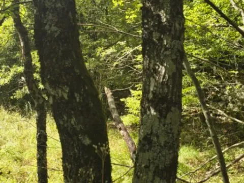 Sale, land lot, 49000m², Gluhi do, Bar - image 7