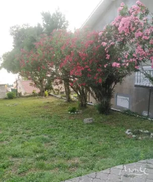 Green yard of the house with blooming oleanders and a lawn. - image 19