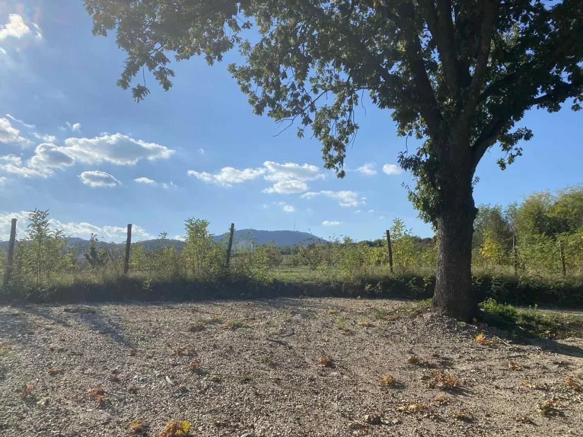 Pogled na dvorište i okolnu prirodu sa velikim stasitim drvetom.