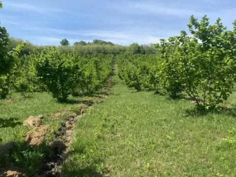 Sale, land lot, 649m², Donje Štiplje, Jagodina - image 9