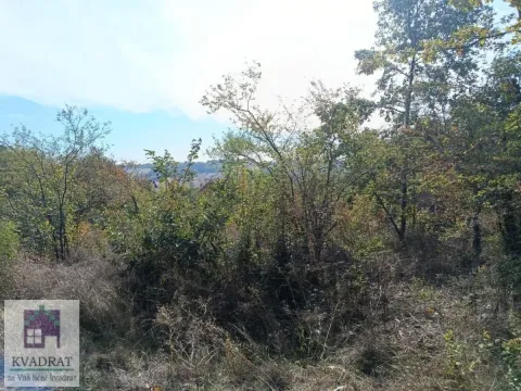 Pogled na drveće i rastinje u prirodi. - image 2
