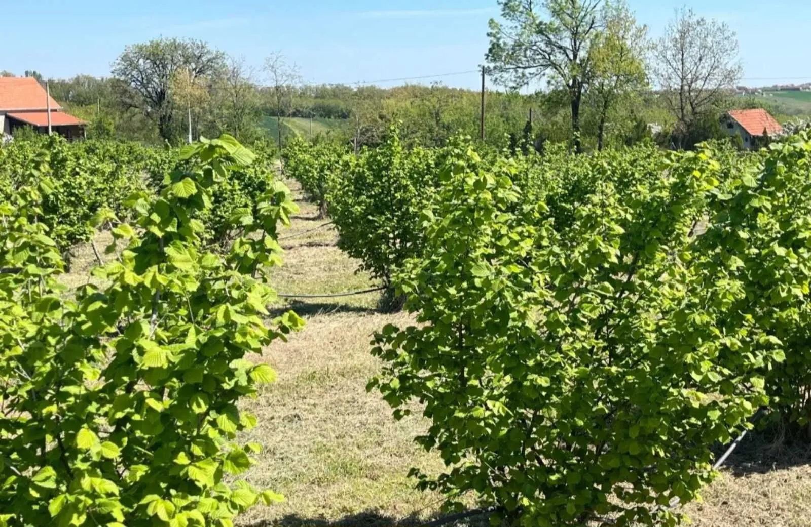 Prodaja, plac, 5000m², Vladimirci, Srbija