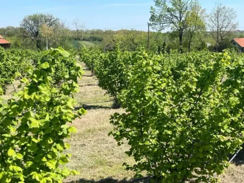Prodaja, plac, 5000m², Vladimirci, Srbija - image 5