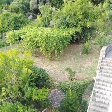 Pogled na zeleno dvorište sa vegetacijom i kamenim stepeništem. - image 13