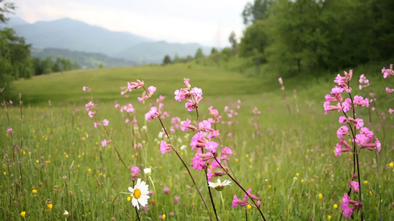 Sale, land lot, 5200m², Kolašin, Crna Gora