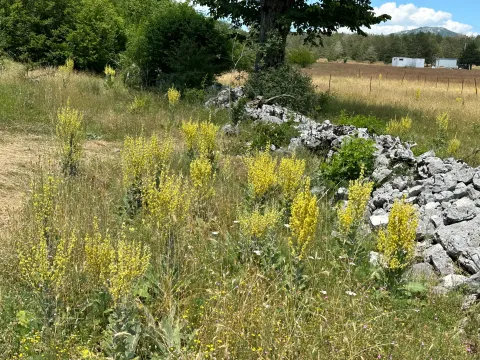 Prodaja, plac, 1000m², Grahovo, Nikšić - image 3