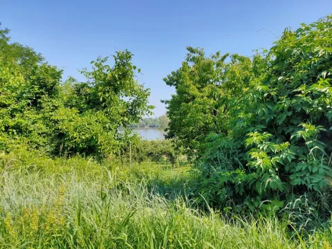 Sale, land lot, 800m², Sremska Kamenica, Petrovaradin - image 6