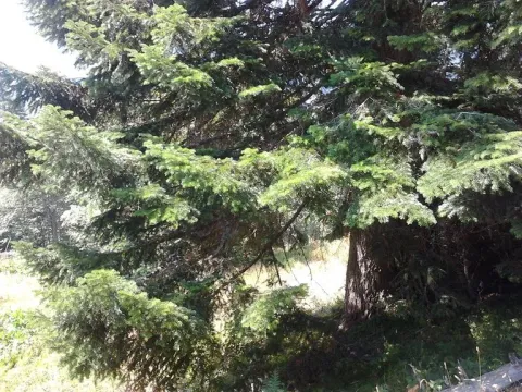 Prodaja, plac, 10000m², Kolašin, Crna Gora - image 8