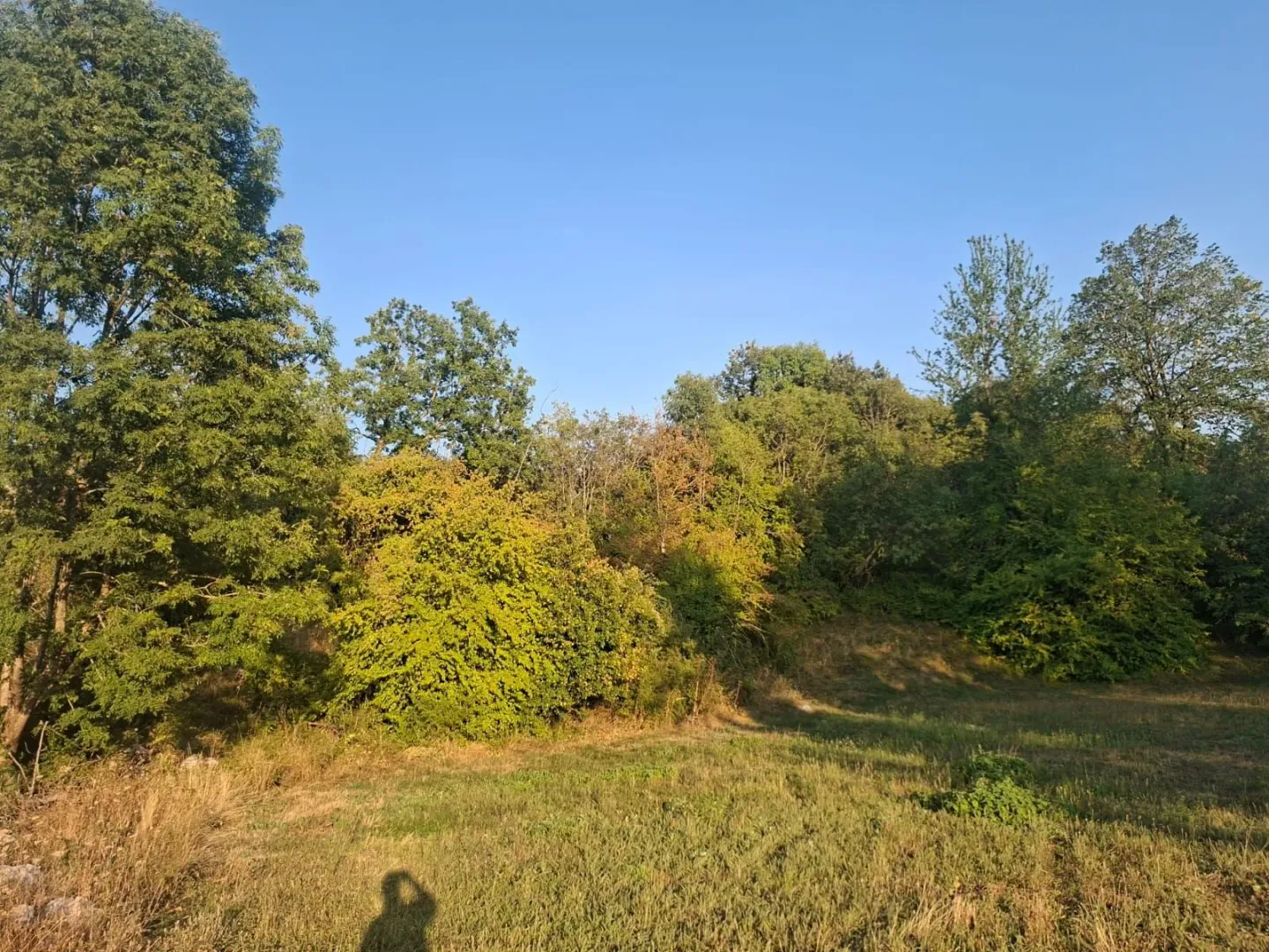 Pogled na zeleno dvorište puno drveća i rastinja.