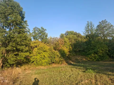 Pogled na zeleno dvorište puno drveća i rastinja. - image 2